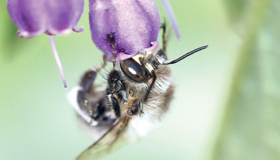 13 Tipps, wie Sie Insekten in Grünzonen oder Mietergärten wieder heimisch machen
