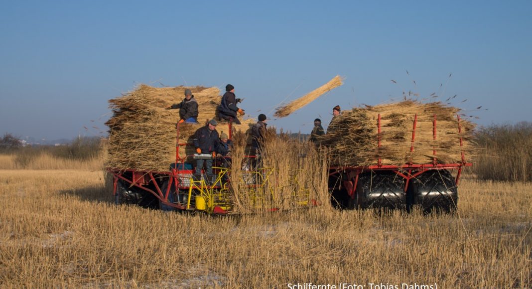 Bundesregierung und Unternehmen setzen auf Paludikultur